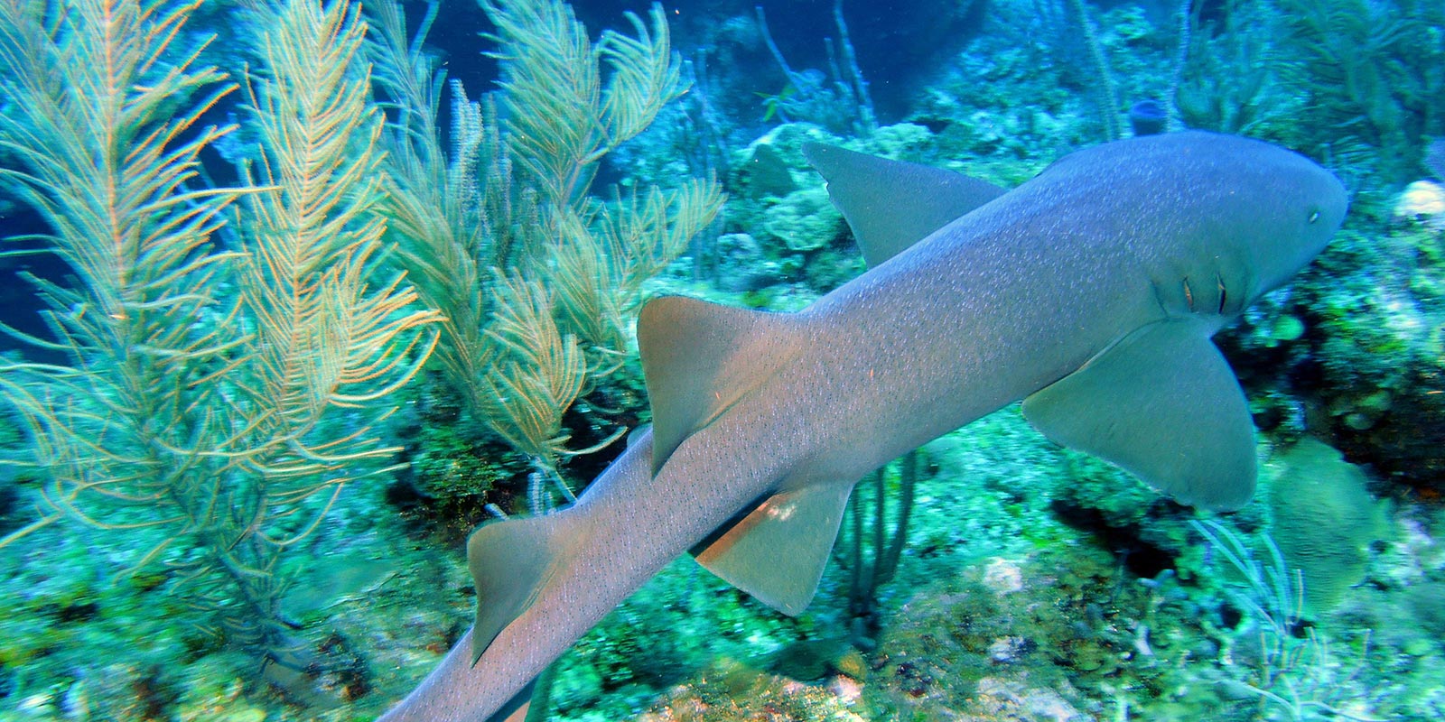 Stay at the Best Hotel in San Pedro, Belize 2 Diving the Belize Barrier Reefs is one of the best things to do while staying at our San Pedro, Belize hotel