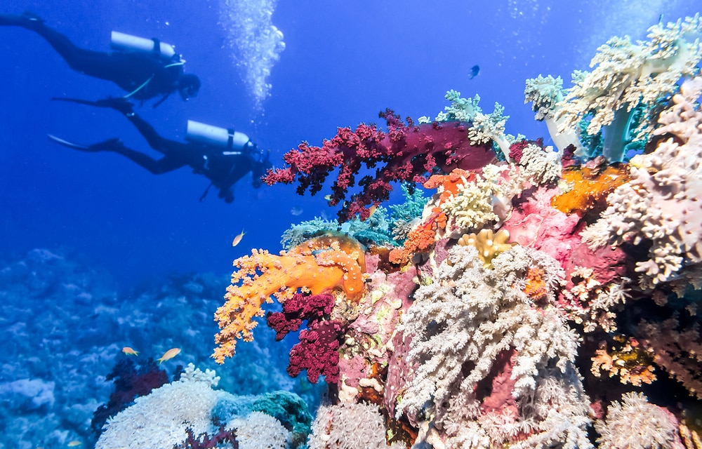 Your Guide to Diving the Belize Barrier Reef 1 Divers underwater along the Belize barrier reef