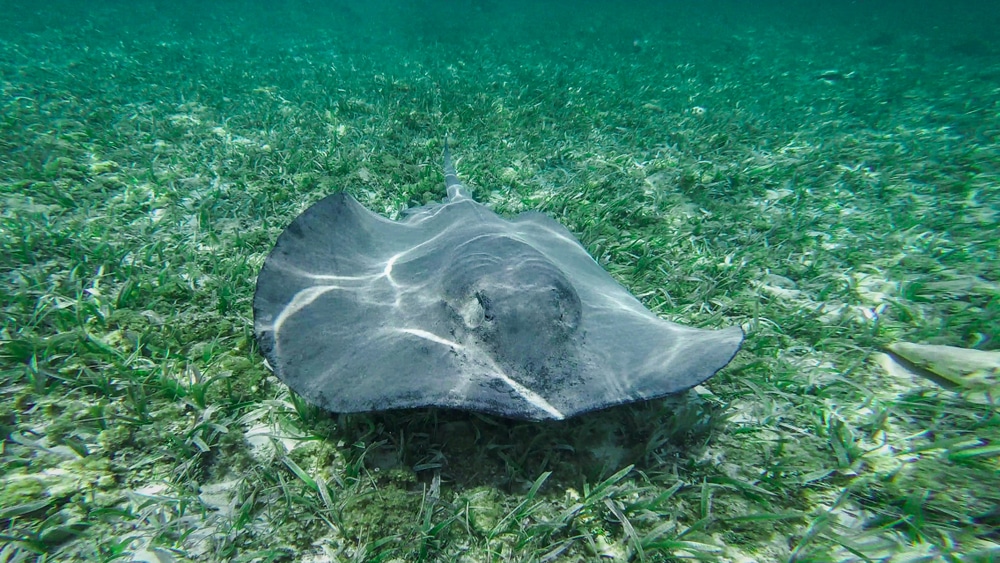 Don't Miss a Trip to Shark Ray Alley in Belize 1 A sting ray along the bottom of Shark Ray Alley in Belize